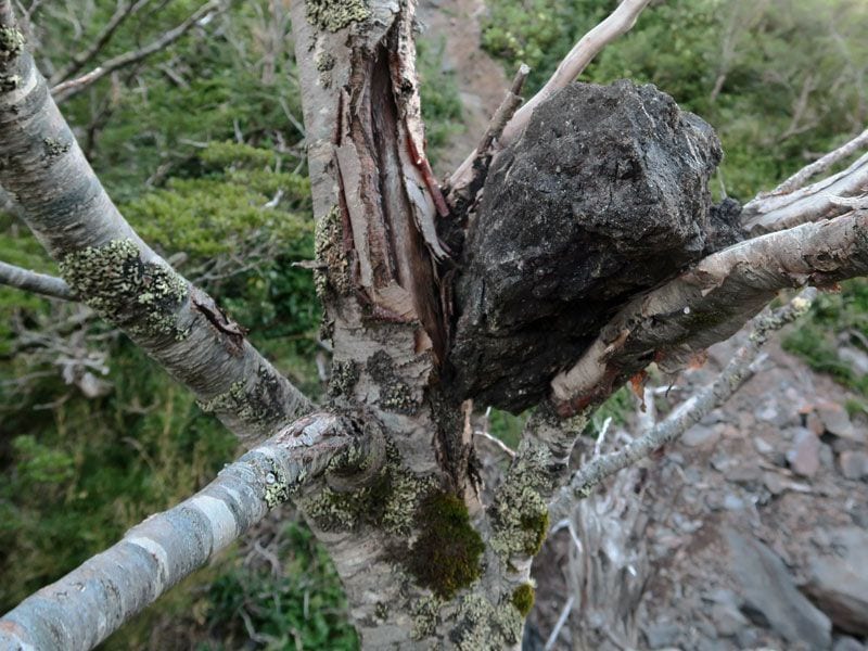 Trekking zur Calbuco Vulkanhütte – Bild 4