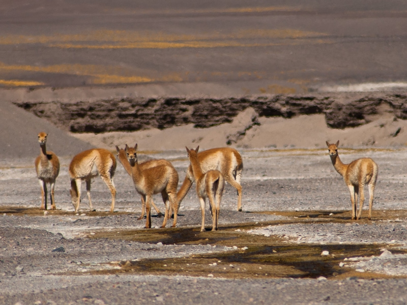 Expedición al Nevado Ojos del Salado - Imagen 2