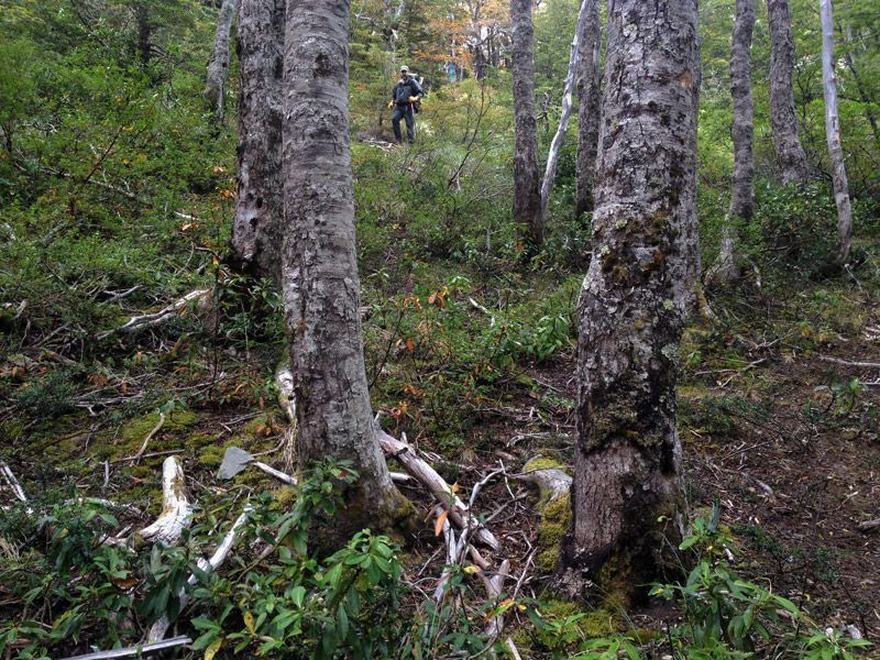 Trekking von Antillanca zum Rupanco-See – Bild 7