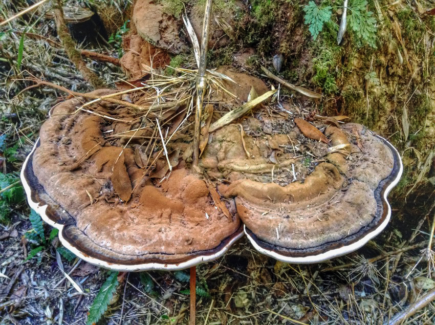 Trekking zur Calbuco Vulkanhütte – Bild 3